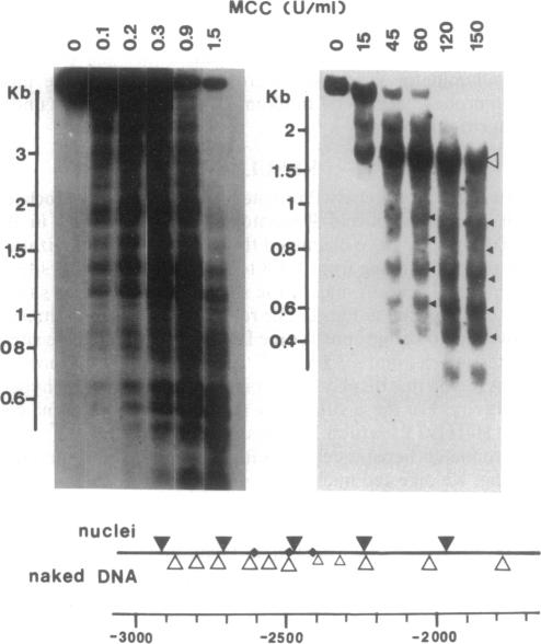 graphic file with name pnas01048-0239-b.jpg