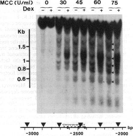 graphic file with name pnas01048-0240-a.jpg