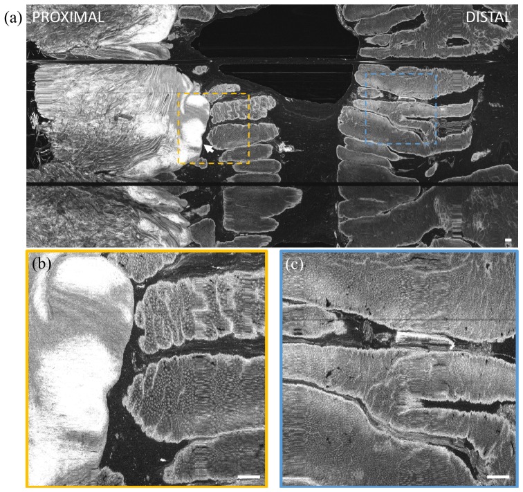 Fig. 8