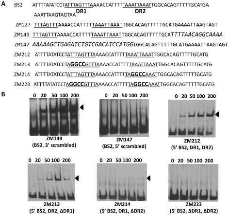 Figure 10