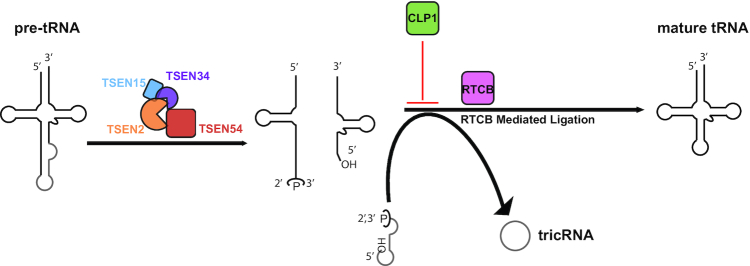 Figure 7.