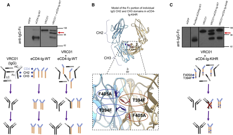 Figure 3