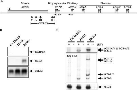 FIG. 1.