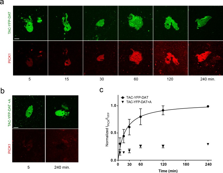 Figure 2—figure supplement 1.