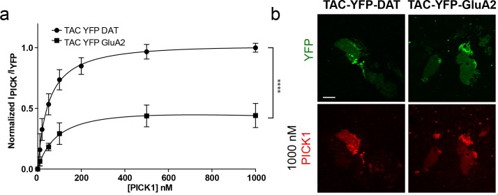 Figure 2—figure supplement 3.