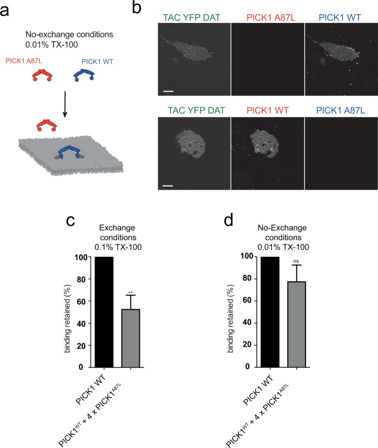 Figure 5—figure supplement 3.