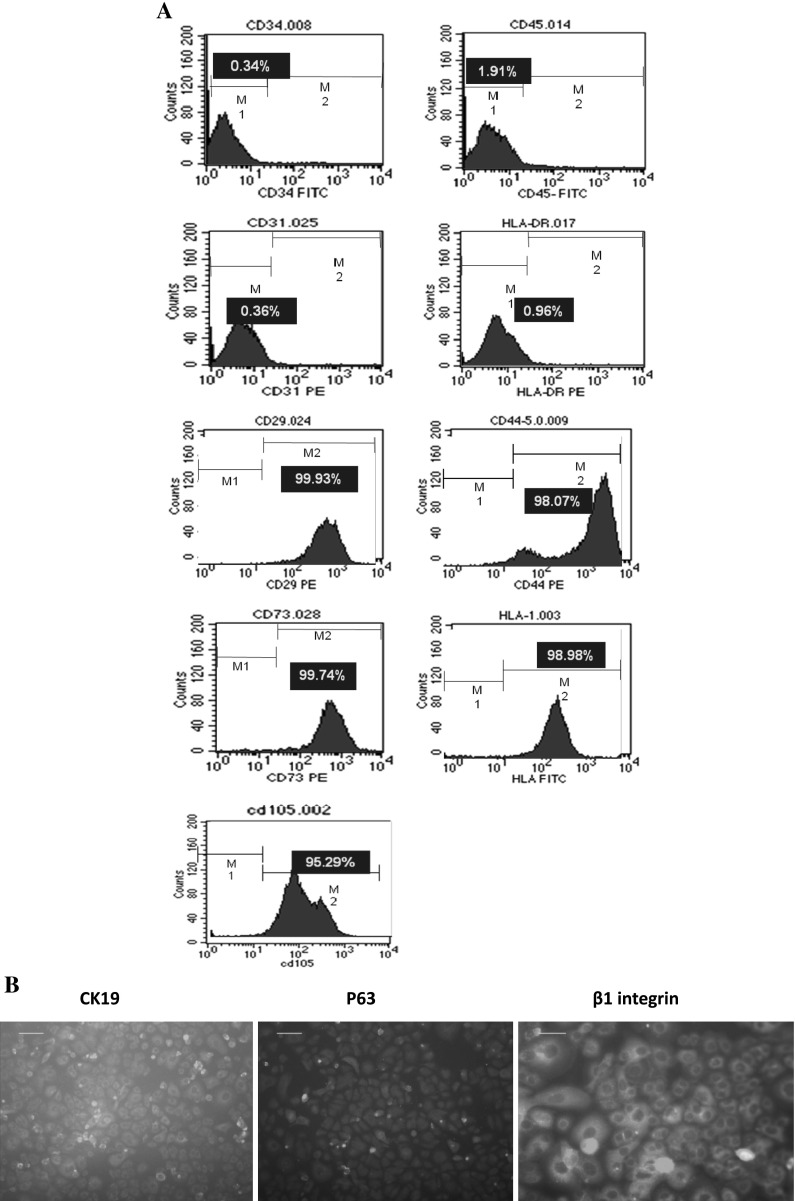 Human Umbilical Cord-derived Mesenchymal Stem Cells Differentiate Into 