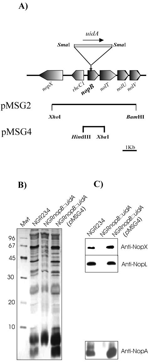 FIG. 2.