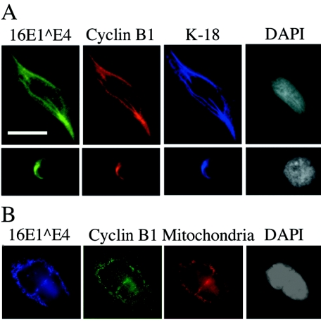 FIG. 3.