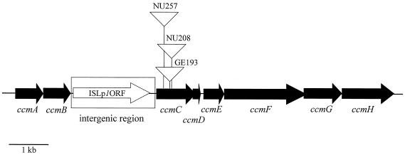 FIG. 2.