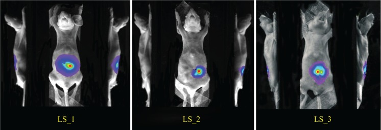 Fig. 7