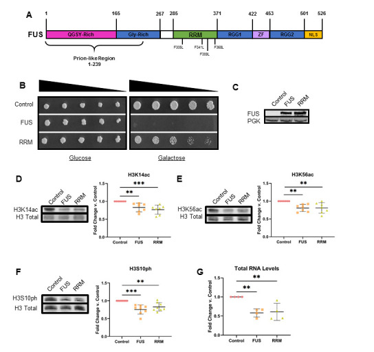 
Figure 1.
RNA binding by FUS is not necessary for histone PTM dysregulation
