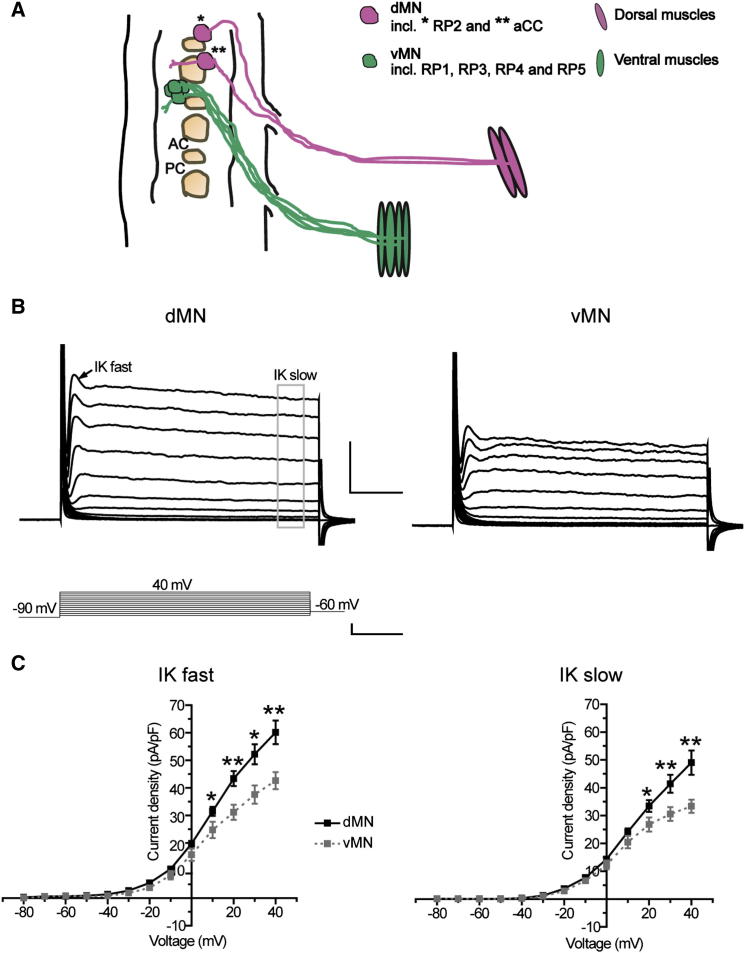 Figure 1