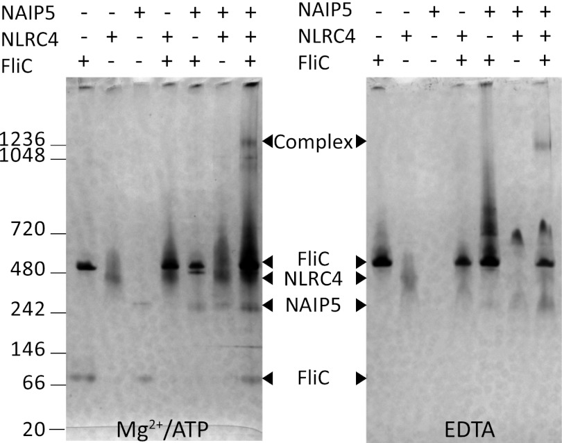 FIGURE 6.