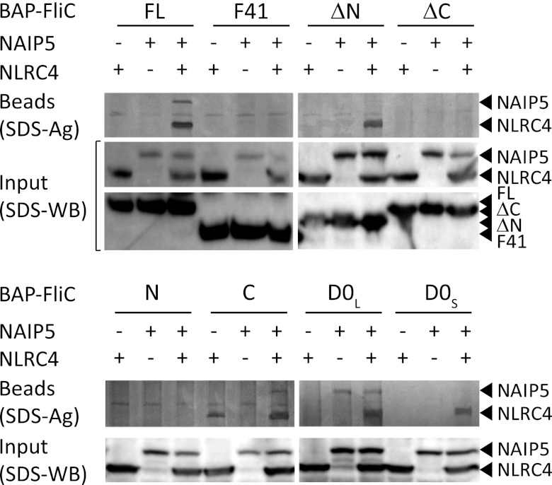 FIGURE 4.