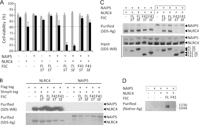 FIGURE 1.