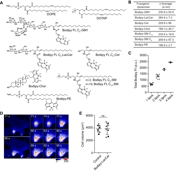 Figure 1—figure supplement 2.