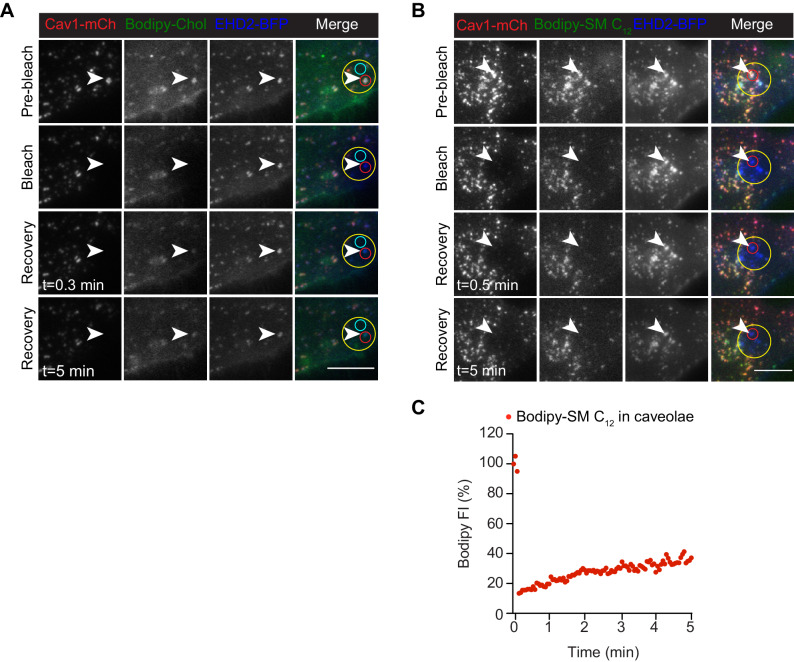 Figure 4—figure supplement 3.