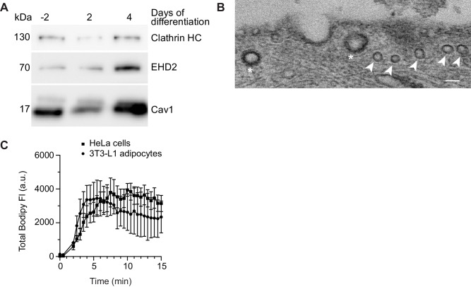 Figure 5—figure supplement 2.