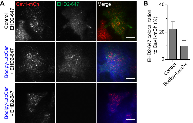 Figure 3—figure supplement 4.