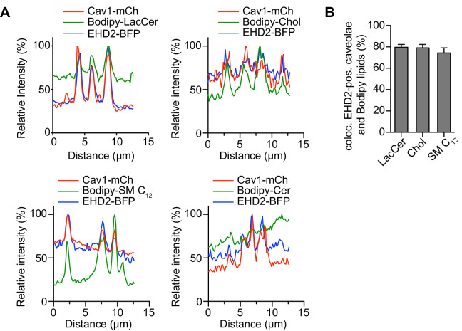 Figure 4—figure supplement 1.