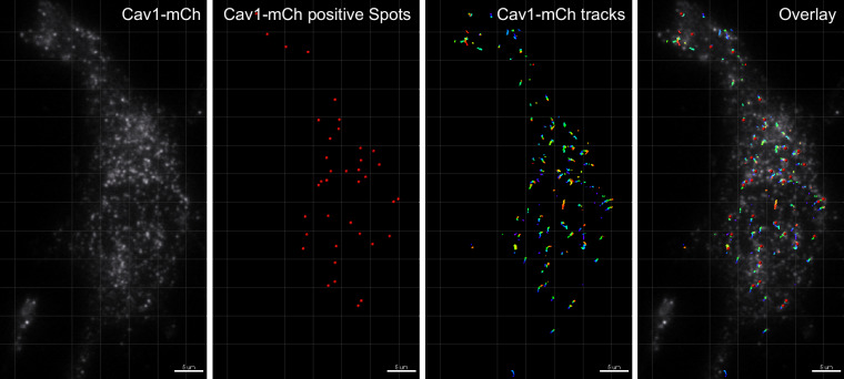 Figure 2—figure supplement 3.