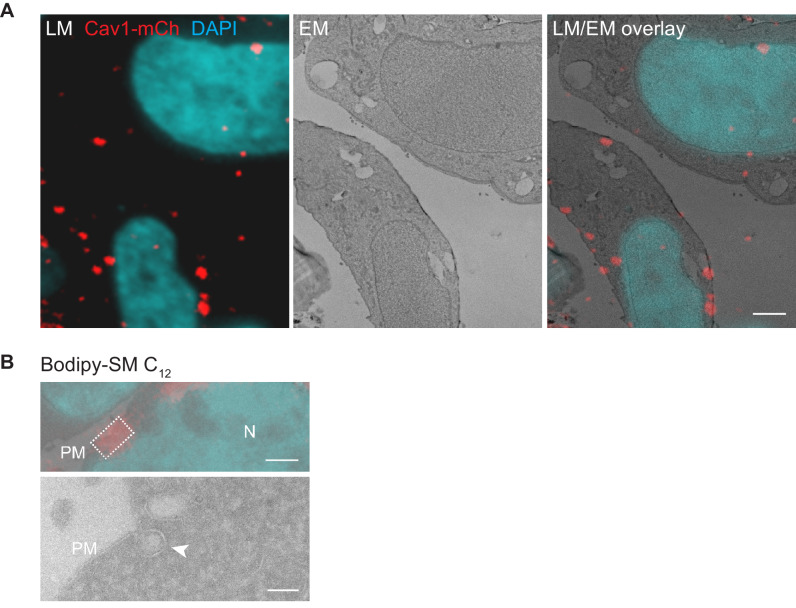 Figure 5—figure supplement 1.