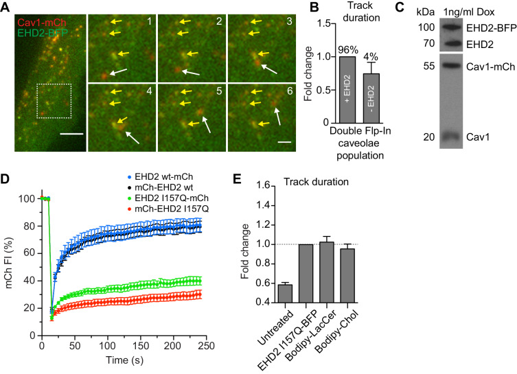 Figure 3—figure supplement 3.