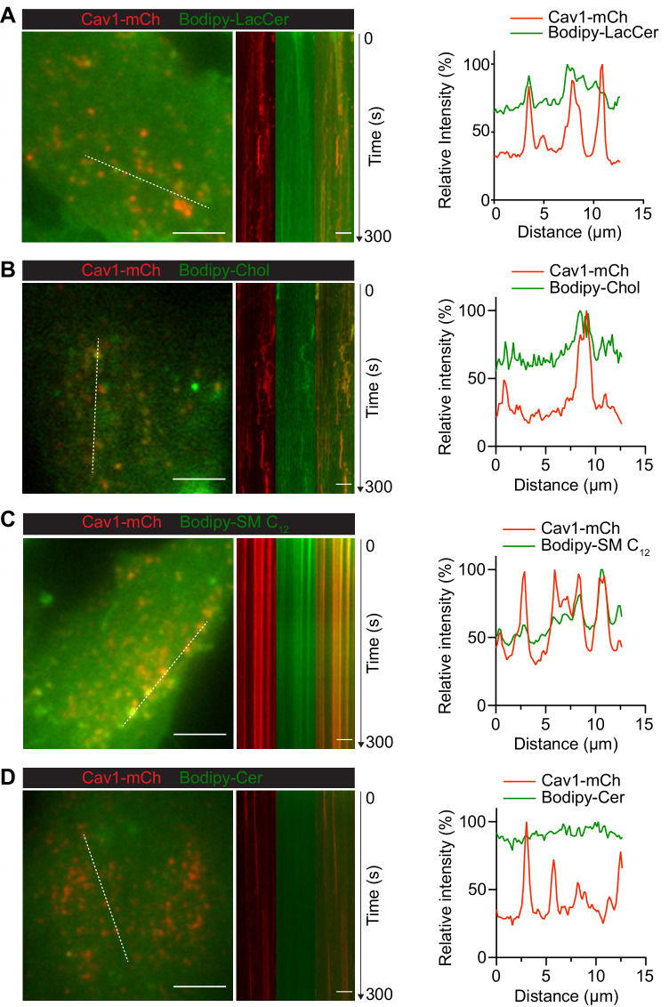 Figure 4—figure supplement 2.