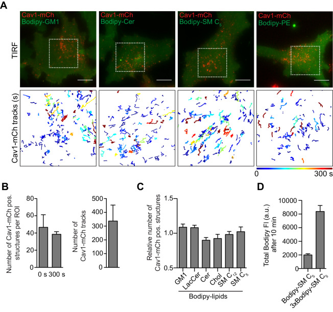 Figure 2—figure supplement 2.