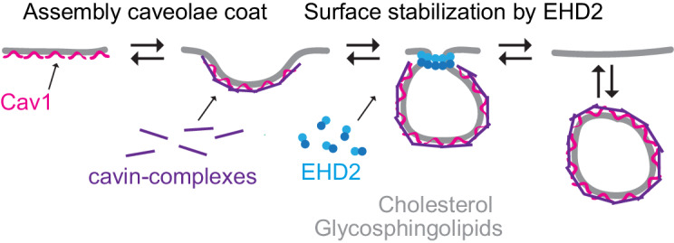 Figure 1—figure supplement 1.