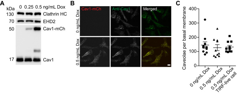 Figure 1—figure supplement 4.