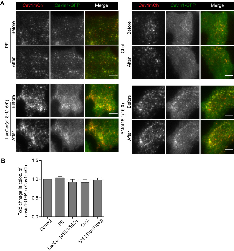 Figure 3—figure supplement 1.