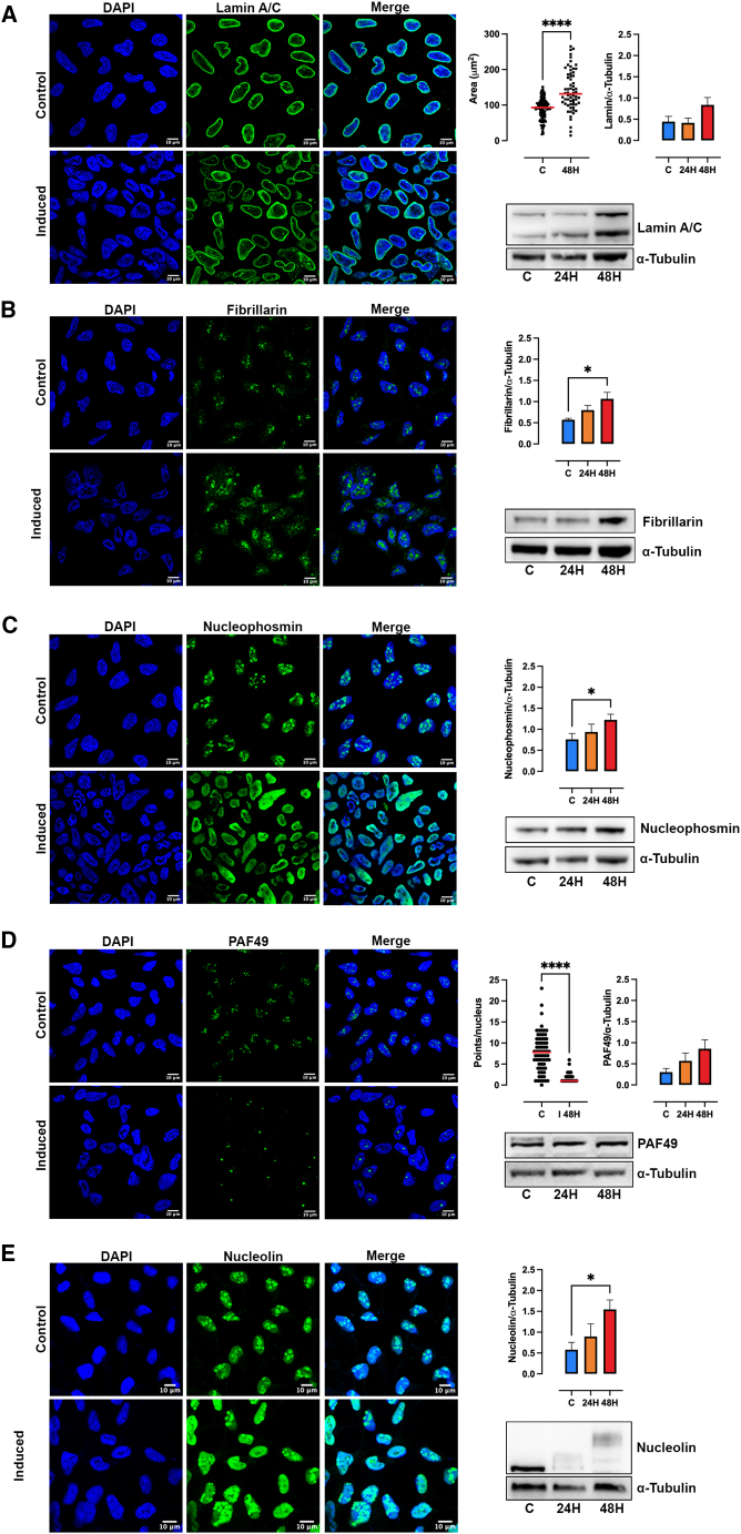 Figure 4