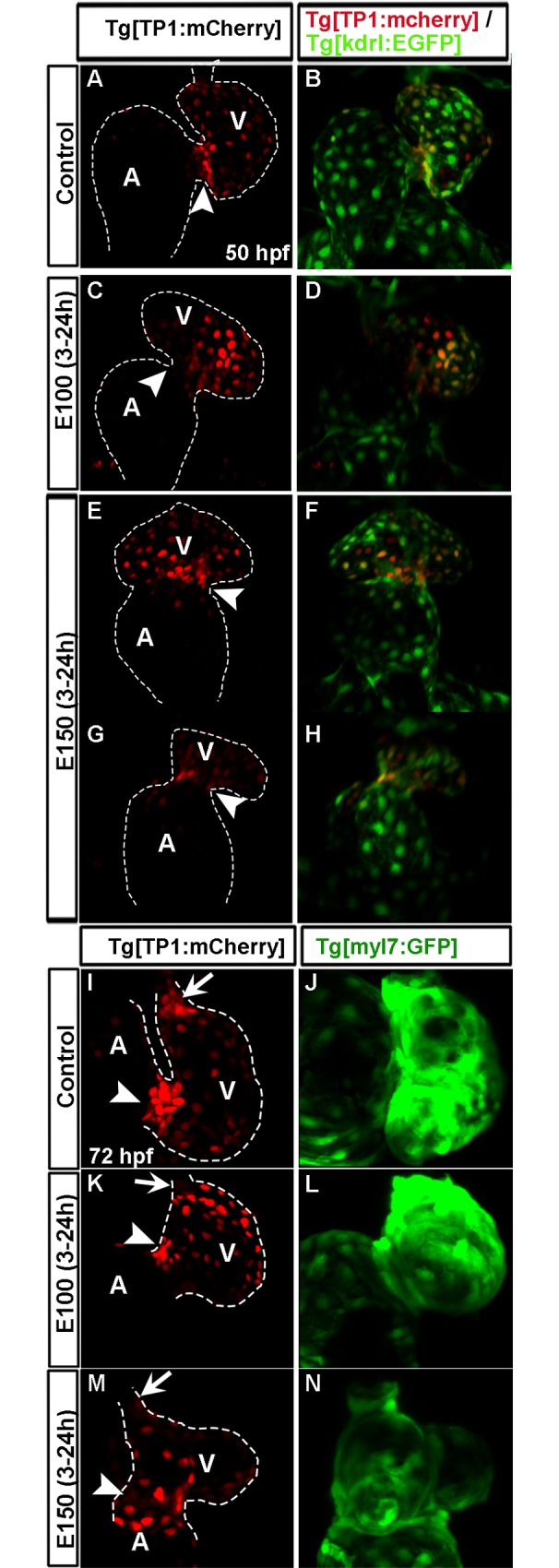 Fig 7