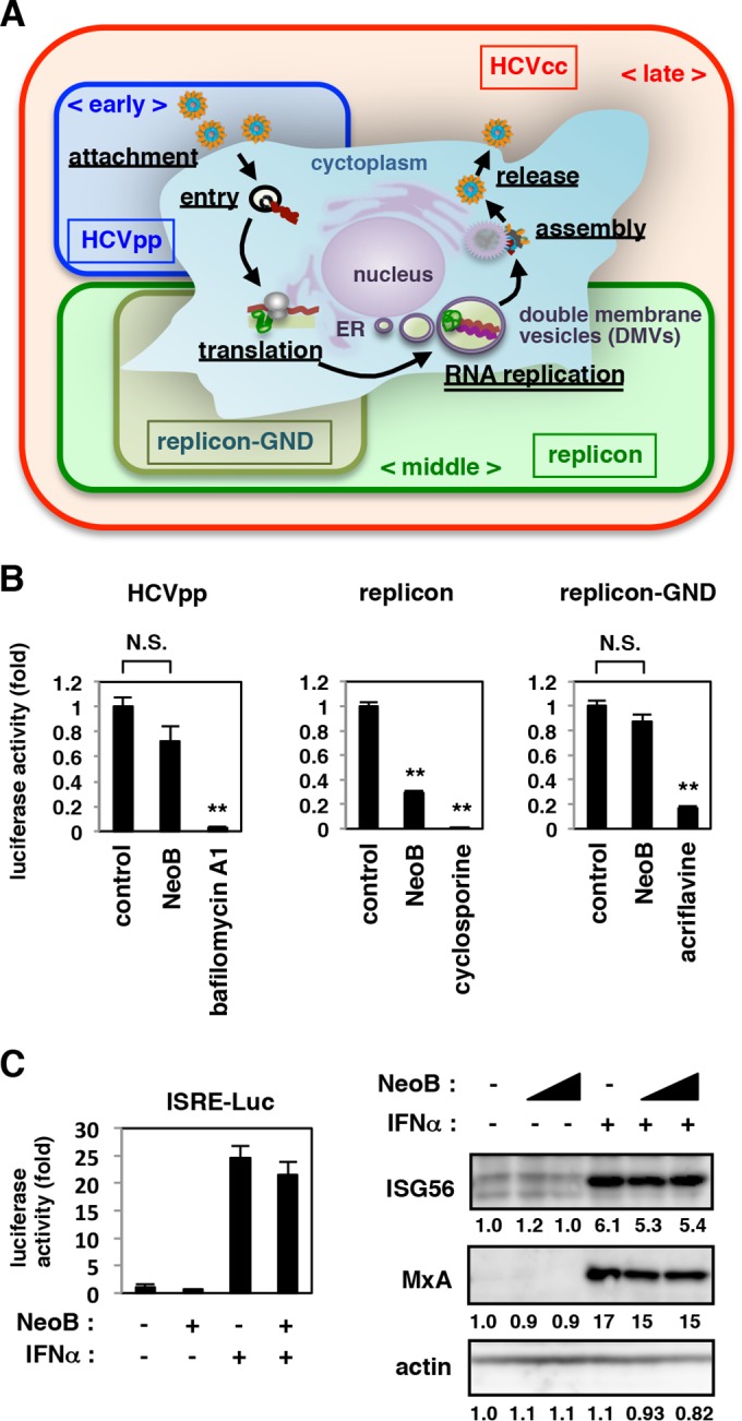 FIG 2