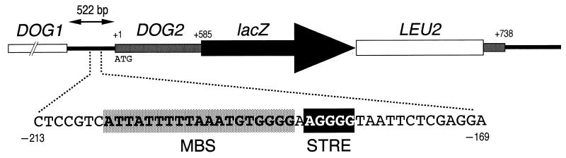 FIG. 1