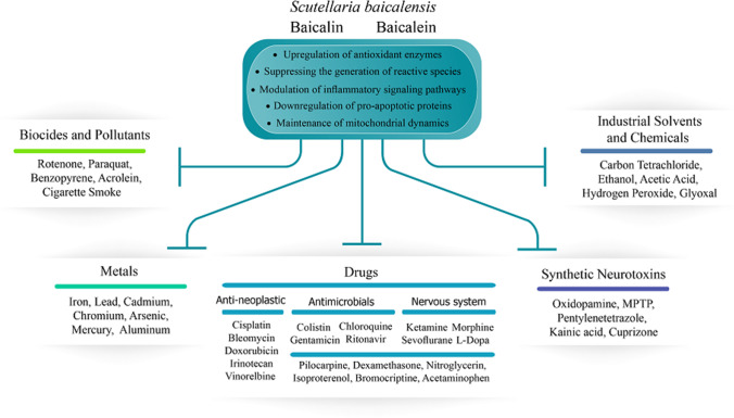 Protective and therapeutic effects of Scutellaria baicalensis and its ...