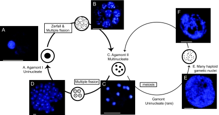 FIG. 1.—