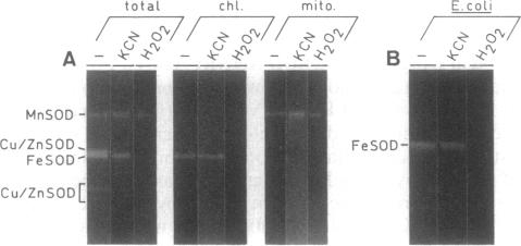 graphic file with name pnas01049-0406-a.jpg