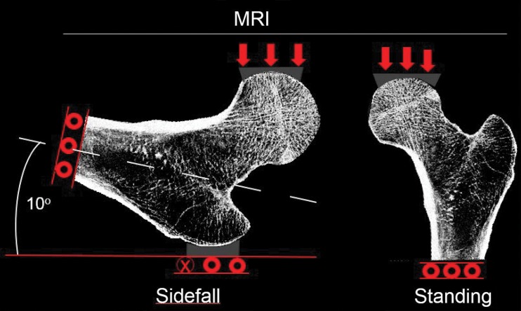 Figure 1a: