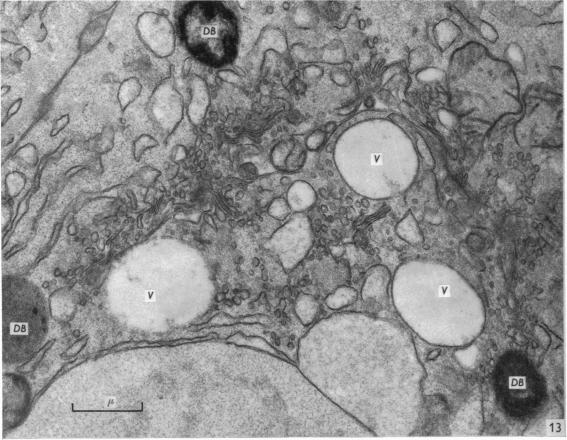 Fig. 13