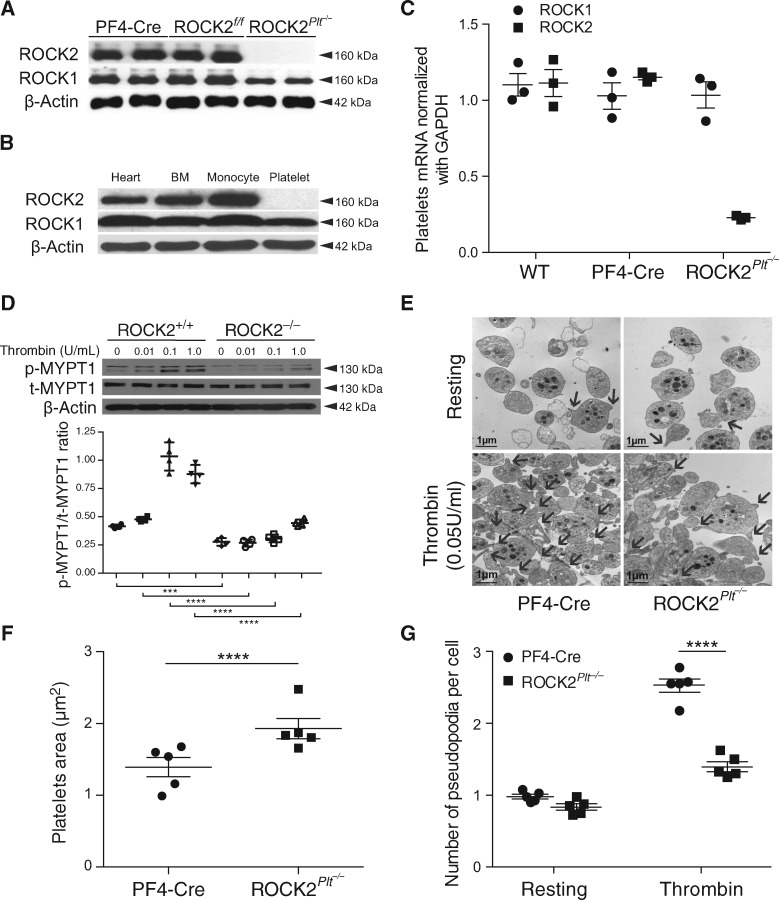 Decreased thromboembolic stroke but not atherosclerosis or vascular ...