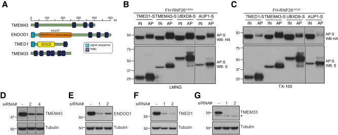 Figure 5—figure supplement 1.