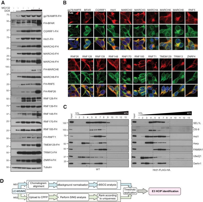 Figure 1—figure supplement 1.