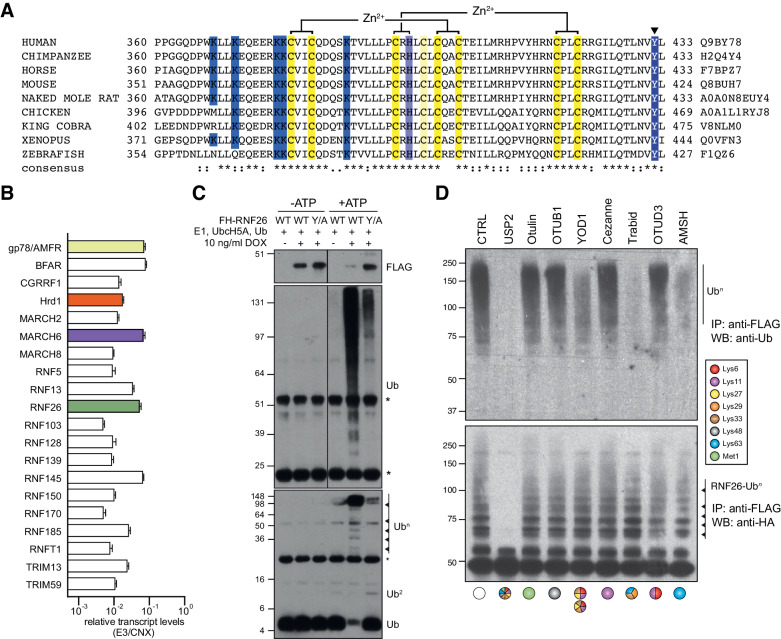 Figure 4—figure supplement 1.