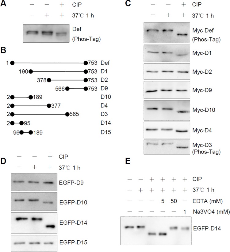 Fig 4