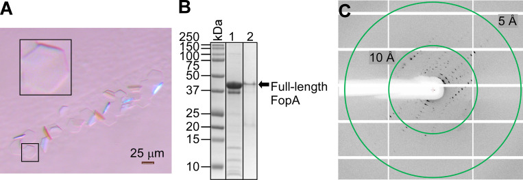 Fig 8