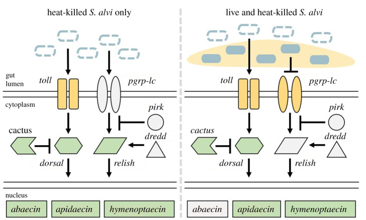 Figure 5.