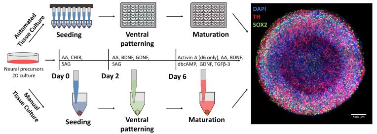 graphic file with name BioProtoc-11-11-4049-ga001.jpg